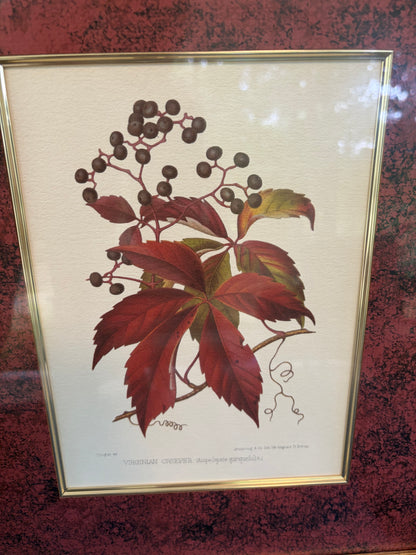 Beautiful framed botanical pair with rich color matte background! Features prints of Scarlet Oak and Virginian Creeper!