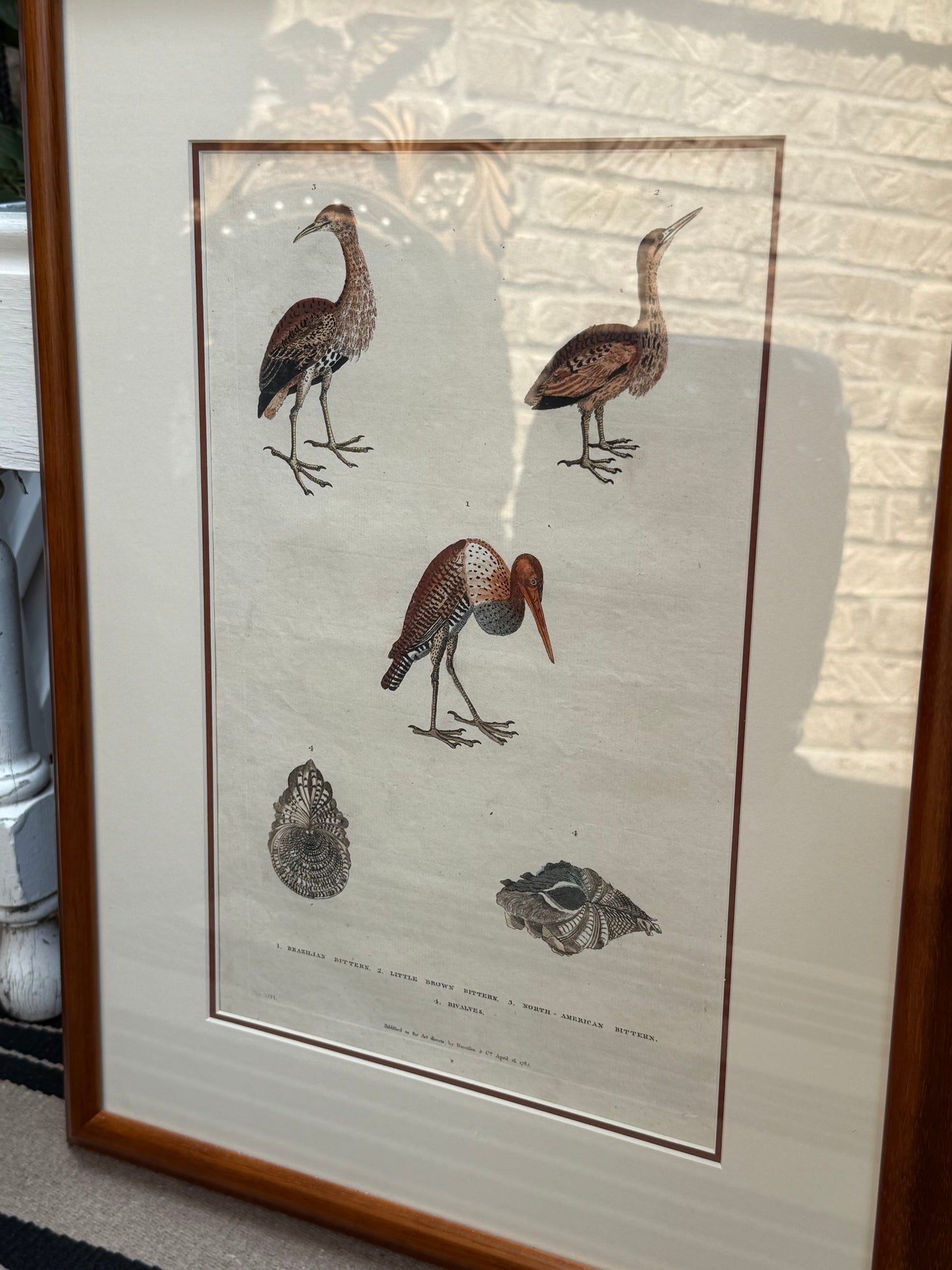 Framed 1785 Hand-Colored Engraving – Little Brown Bittern, North American Bittern & Bivalves, 20x16”