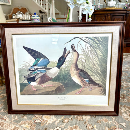 Spectacular engraving of JJ Audubon "Shoveller Duck" by Havel 1836 Art