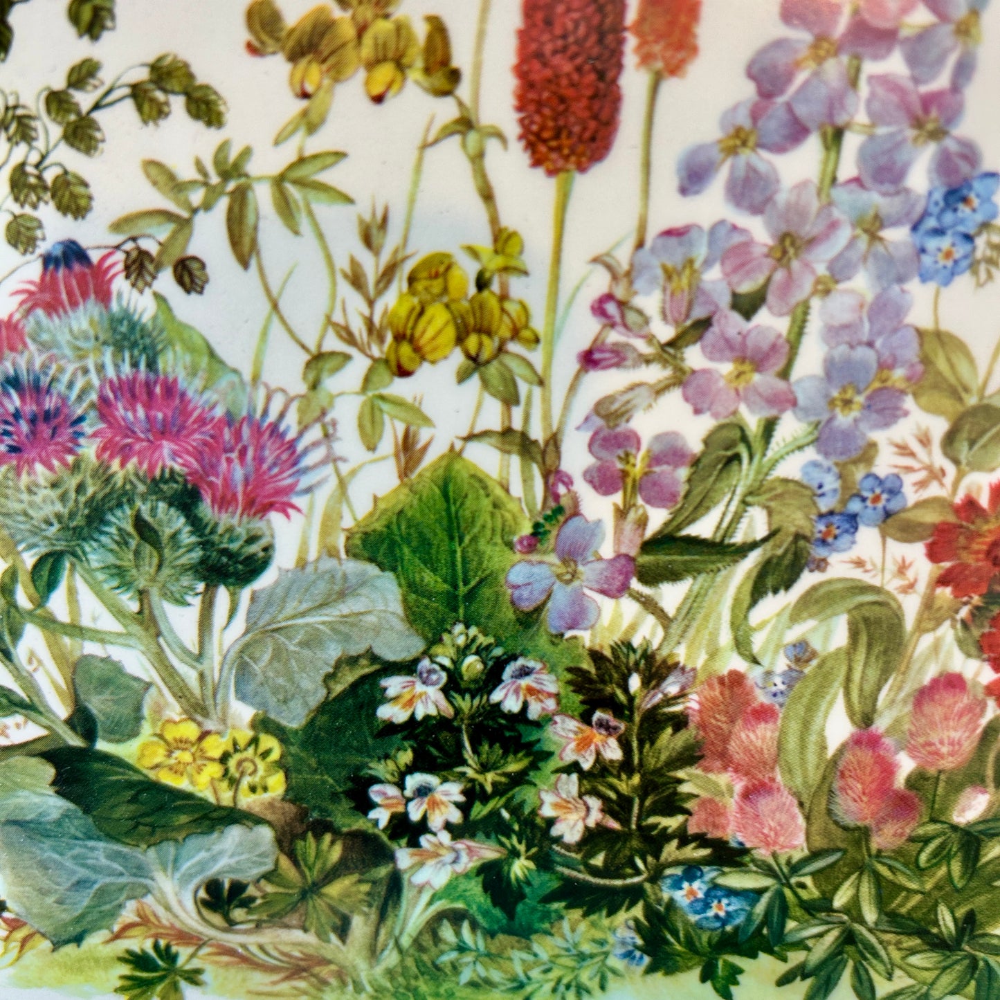 Pimpernal England cork back botanical art or placemat 12 x 9