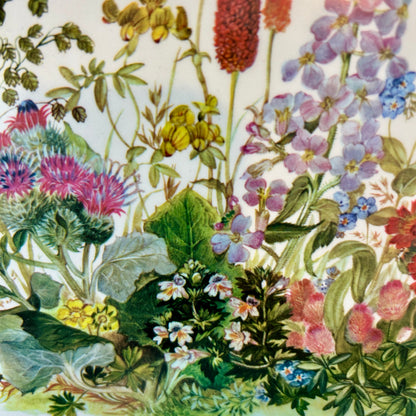 Pimpernal England cork back botanical art or placemat 12 x 9