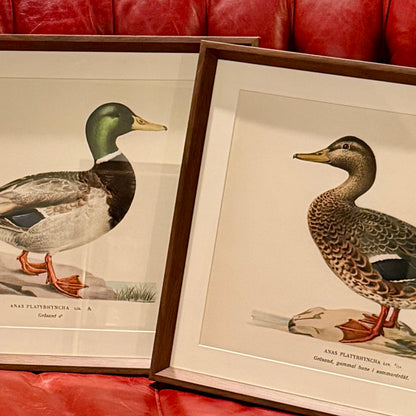 Handsome set mallard duck Audubon style print wall art 20 x 16 ea