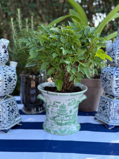 Danny's Fine Porcelain - Green/White Pagoda Porcelain Jardinière Planter, 7" Tall, 8"D - Pristine!