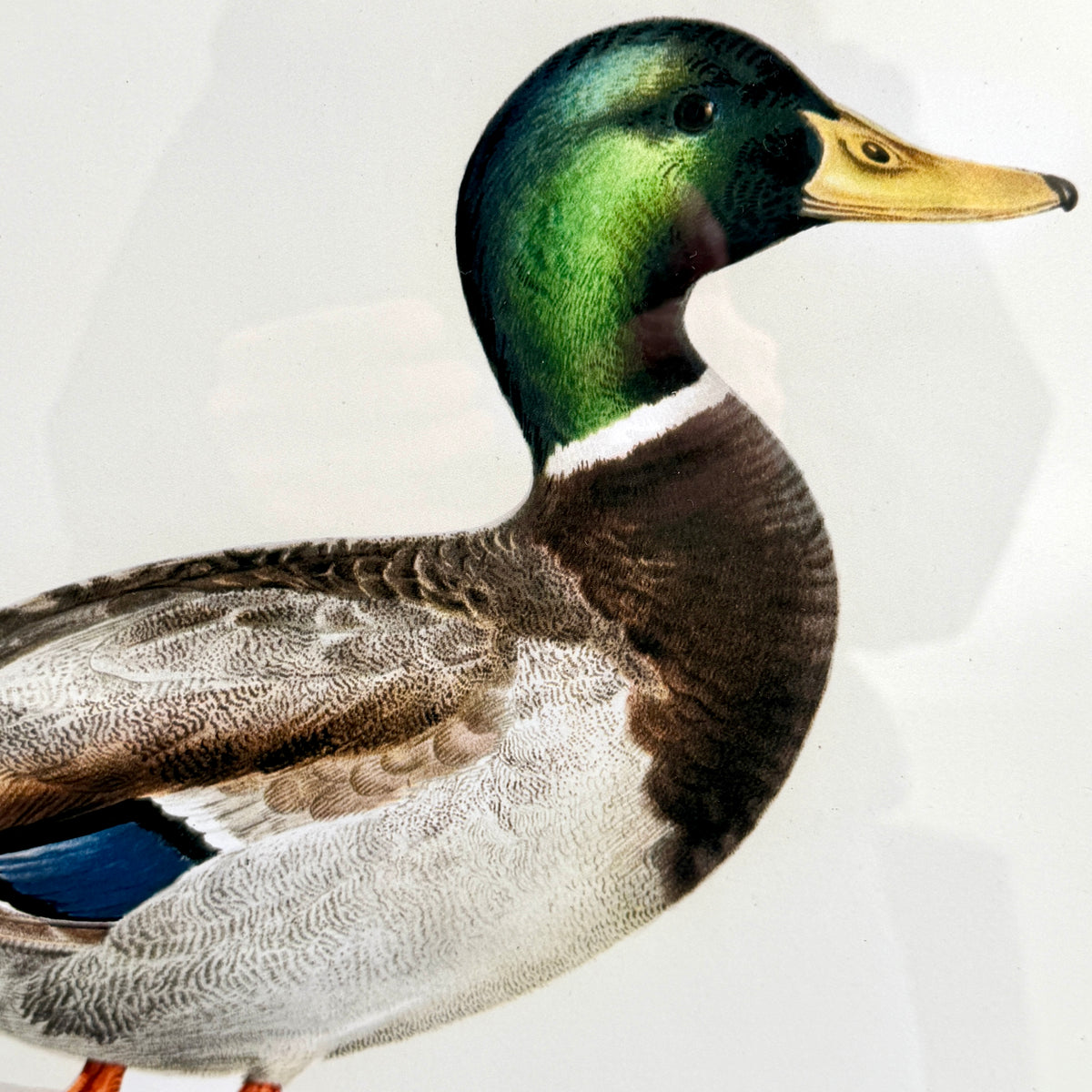 Handsome set mallard duck Audubon style print wall art 20 x 16 ea