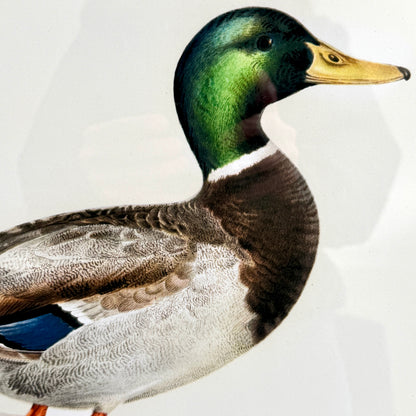 Handsome set mallard duck Audubon style print wall art 20 x 16 ea