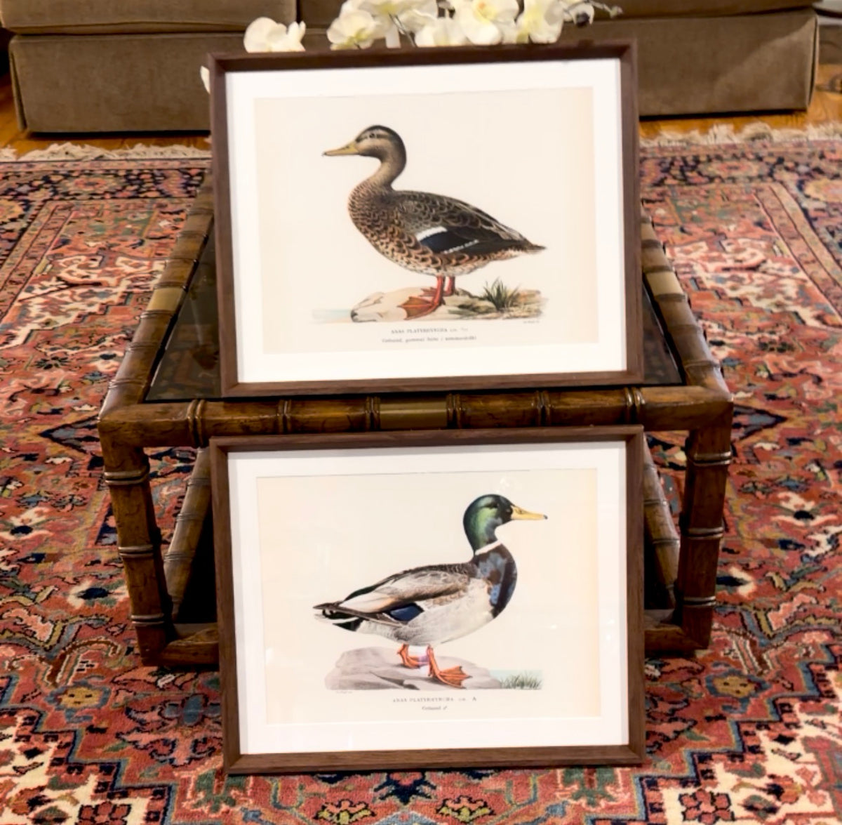 Handsome set mallard duck Audubon style print wall art 20 x 16 ea