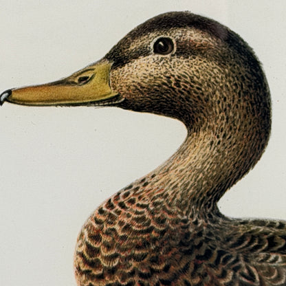 Handsome set mallard duck Audubon style print wall art 20 x 16 ea
