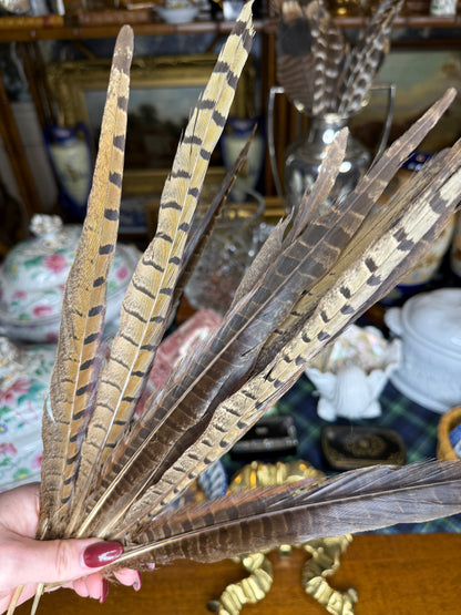 Natural Ringneck Pheasant Tail Feathers | 12–14” Long | Set of 10 | English Country Décor
