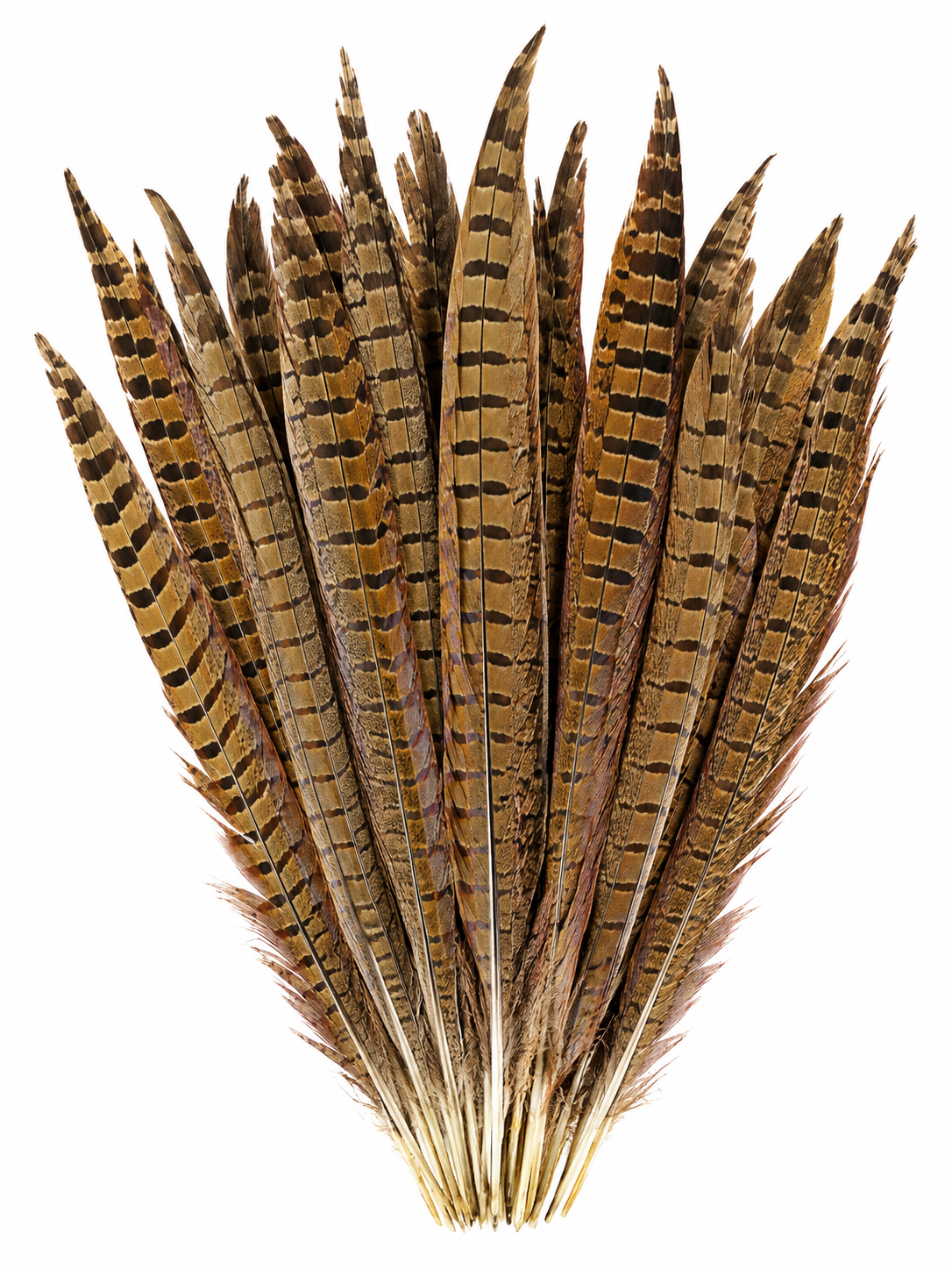 Natural Ringneck Pheasant Tail Feathers | 12–14” Long | Set of 10 | English Country Décor