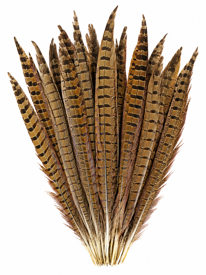 Natural Ringneck Pheasant Tail Feathers | 12–14” Long | Set of 10 | English Country Décor