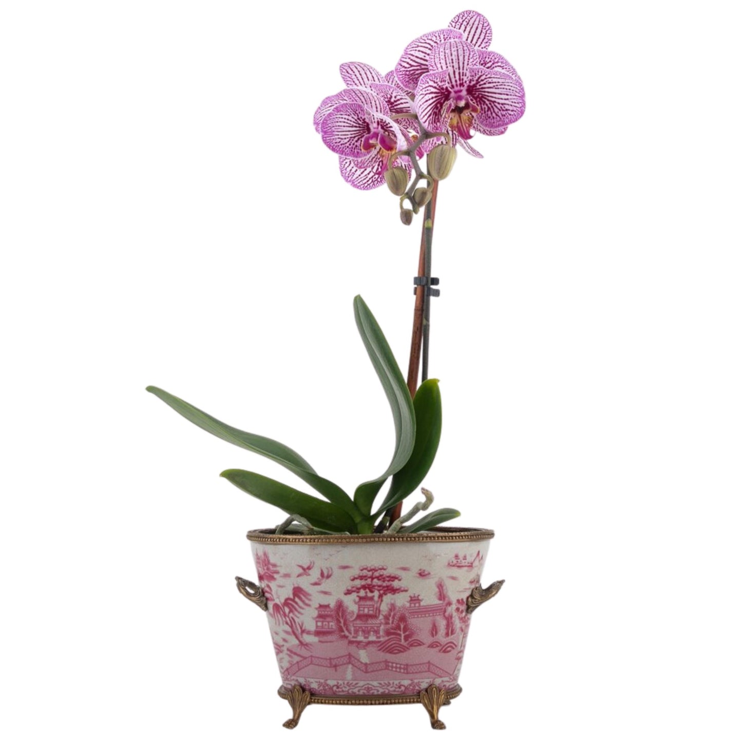 NEW - Pink/White Pagoda Willow, Footed Bronze Planter, 7" Tall