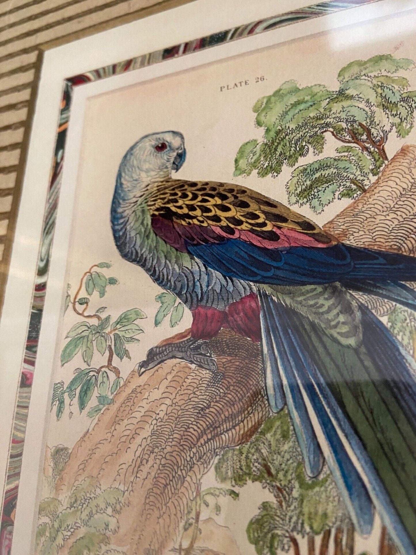 Pair Vintage Gilt Framed Jardine Parrot Bird Prints, 21.75ʺW × 2ʺD × 25.5ʺH - Excellent!