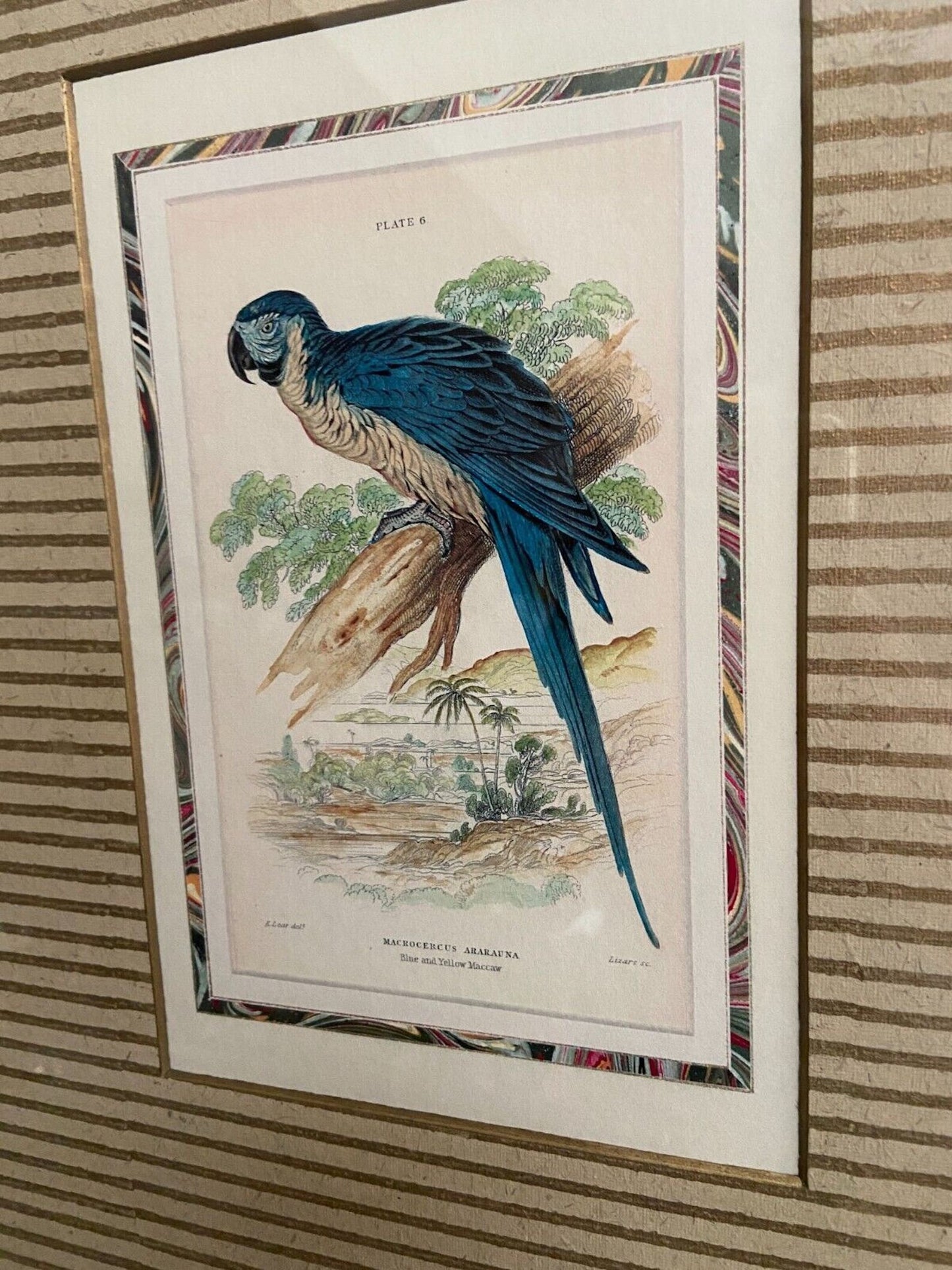 Pair Vintage Gilt Framed Jardine Parrot Bird Prints, 21.75ʺW × 2ʺD × 25.5ʺH - Excellent!