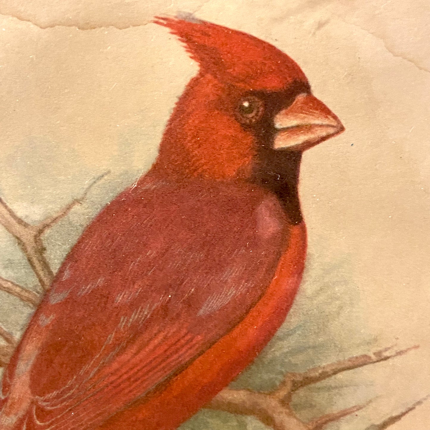 Pair of vintage Audubon bird color lithograph wall art