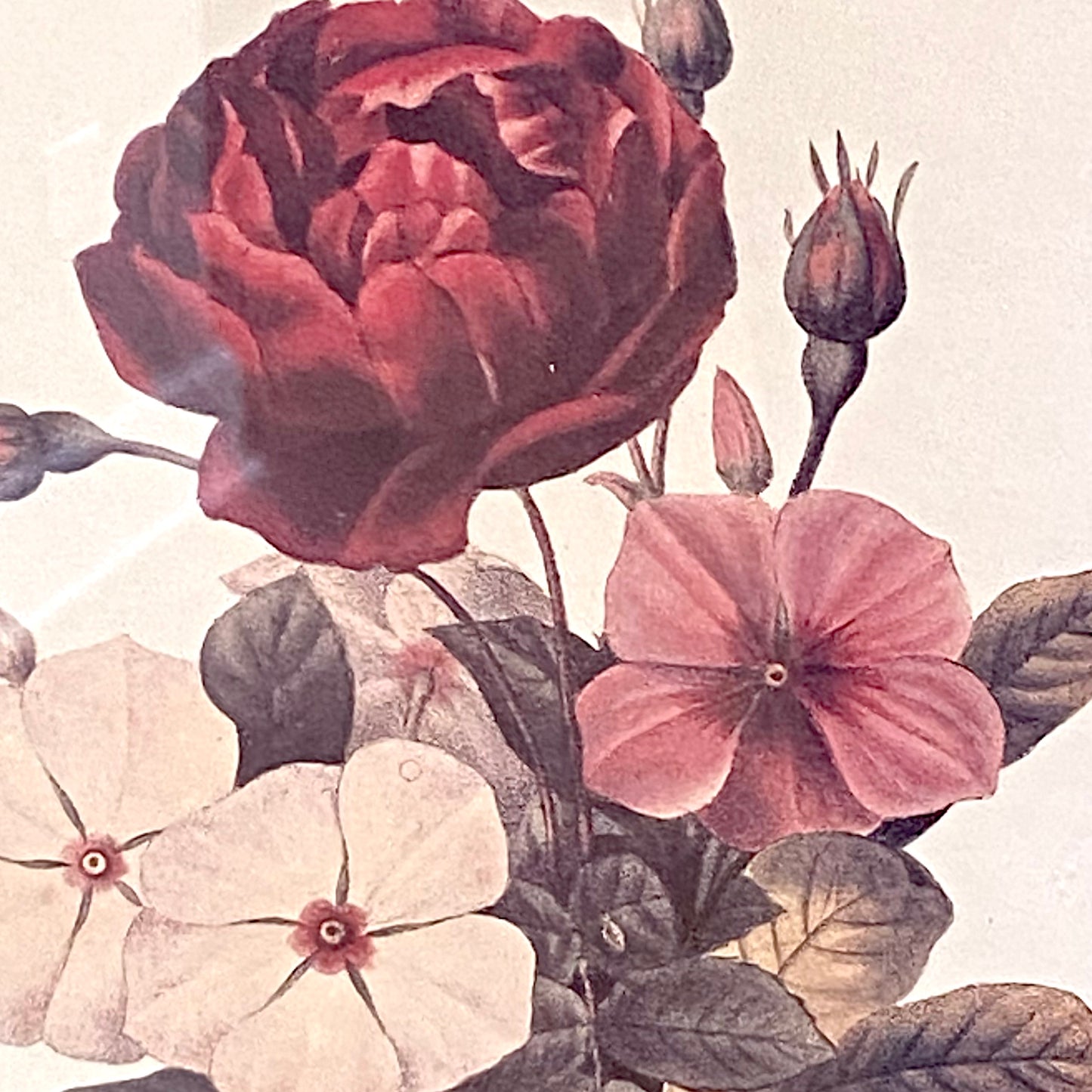 Pair of lovely vintage botanical wall art