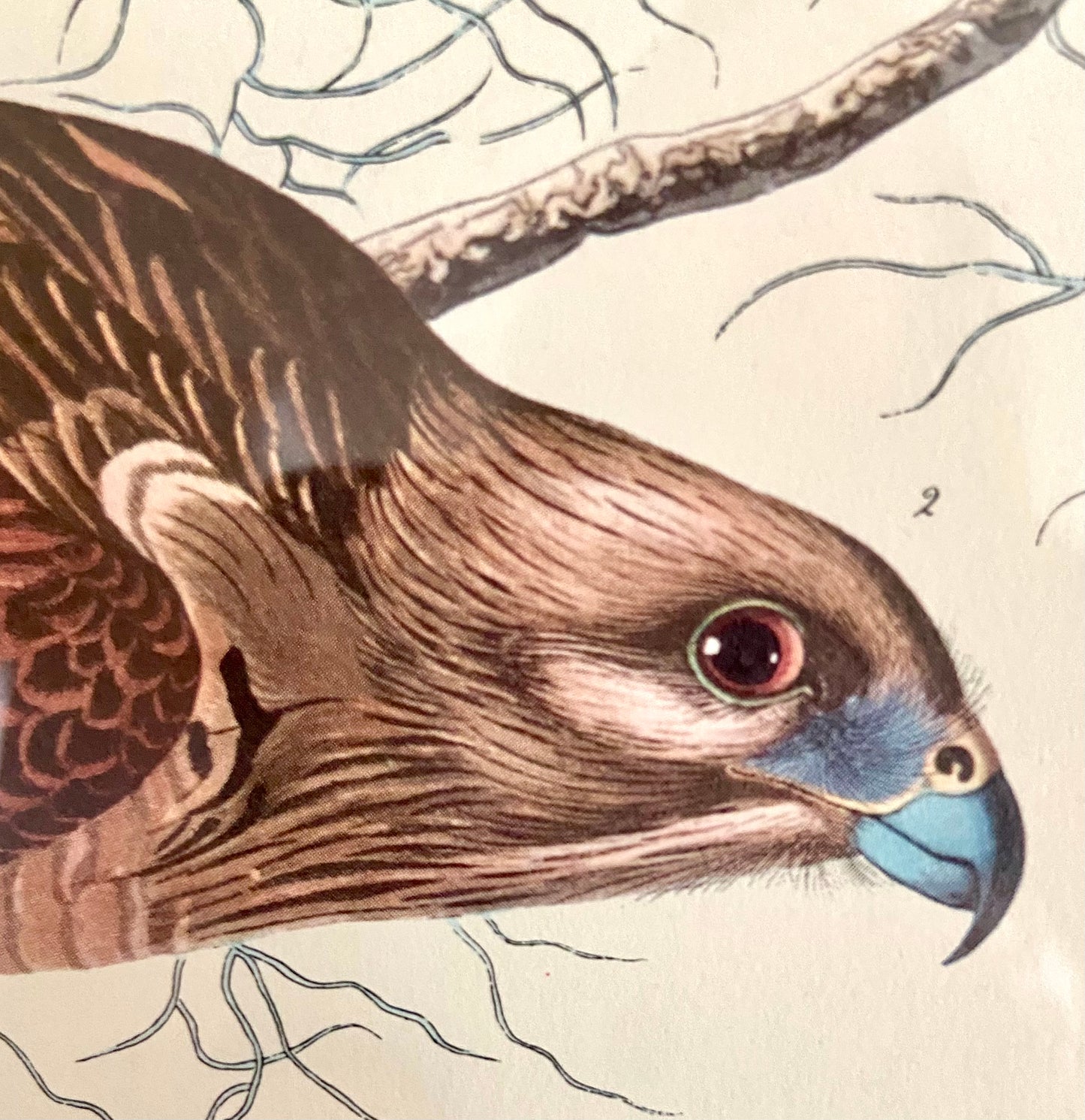 Impressive vintage Audubon bird color lithograph wall art of “ Red-shouldered Hawk”