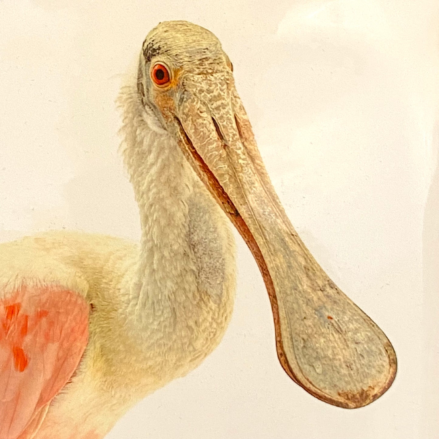 New wrapped Roseate Spoonbill Audubon bird art signed print by artist