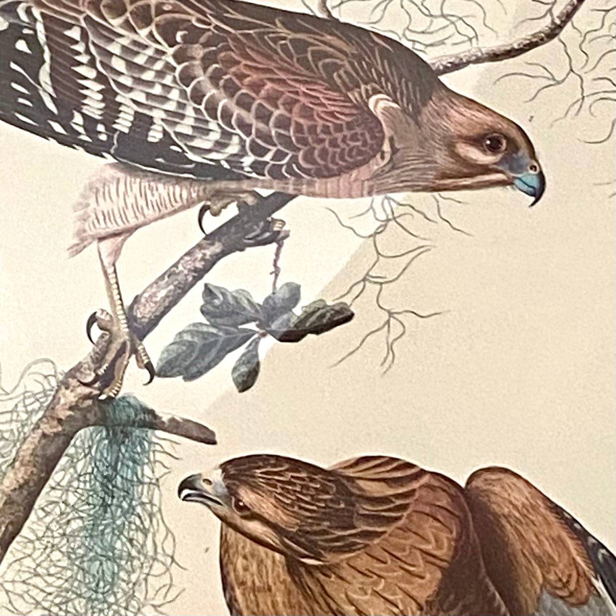 Impressive vintage Audubon bird color lithograph wall art of “ Red-shouldered Hawk”