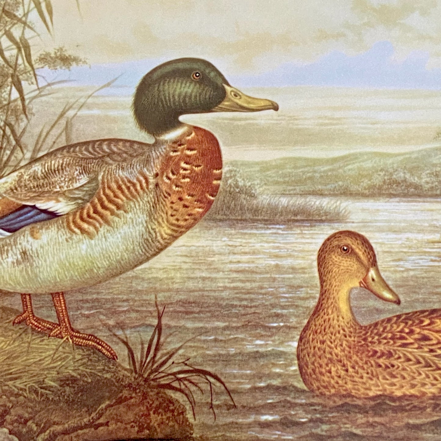 Set of 4 Audubon duck fowl  cork placemats by Pimpernel of England