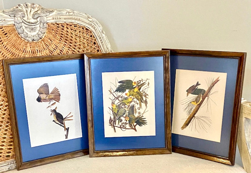 Trio 3 set of vintage framed Audubon bird  lithograph prints wall art