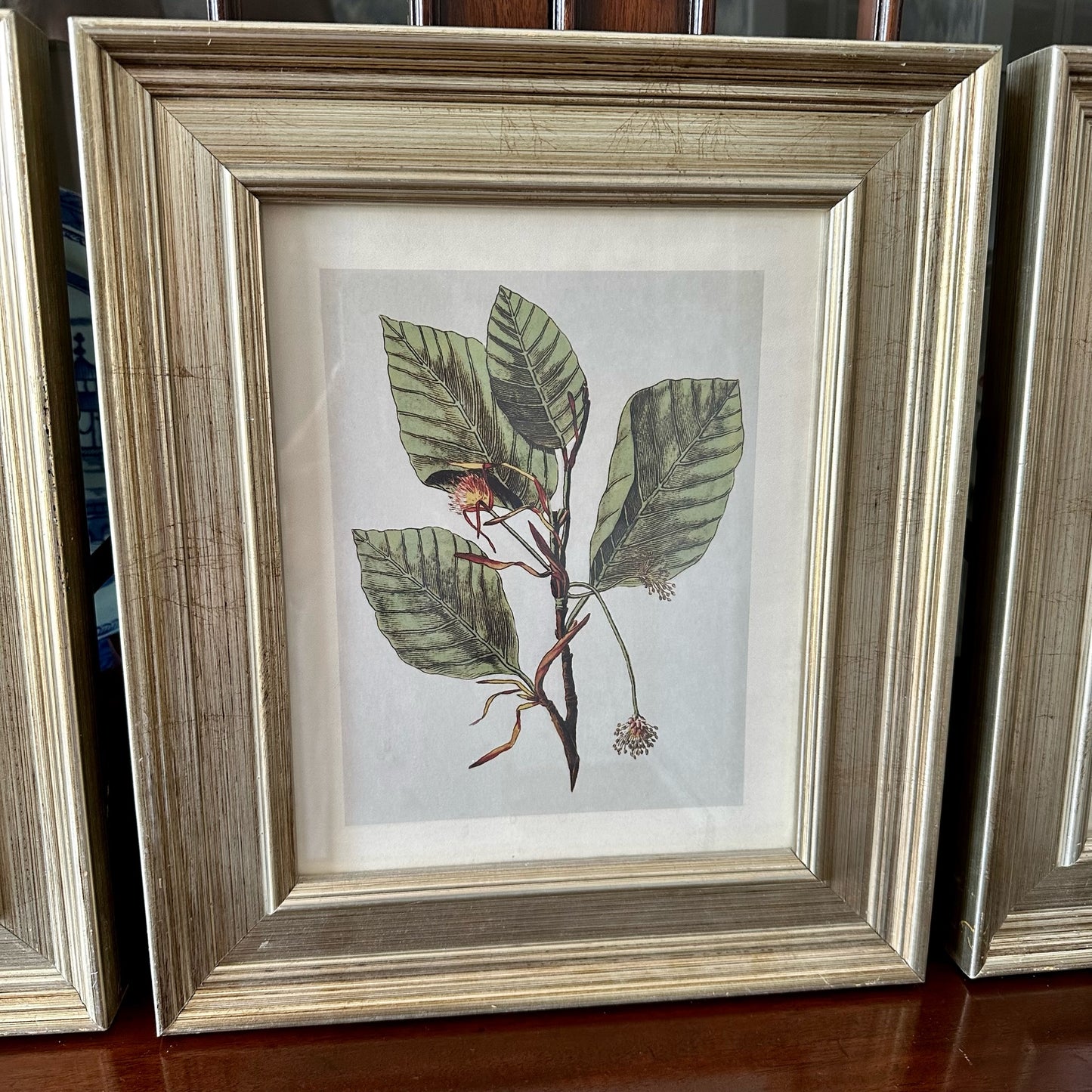 Vintage Set (3) Designer Botanical Prints Framed, 13x11” Pristine!