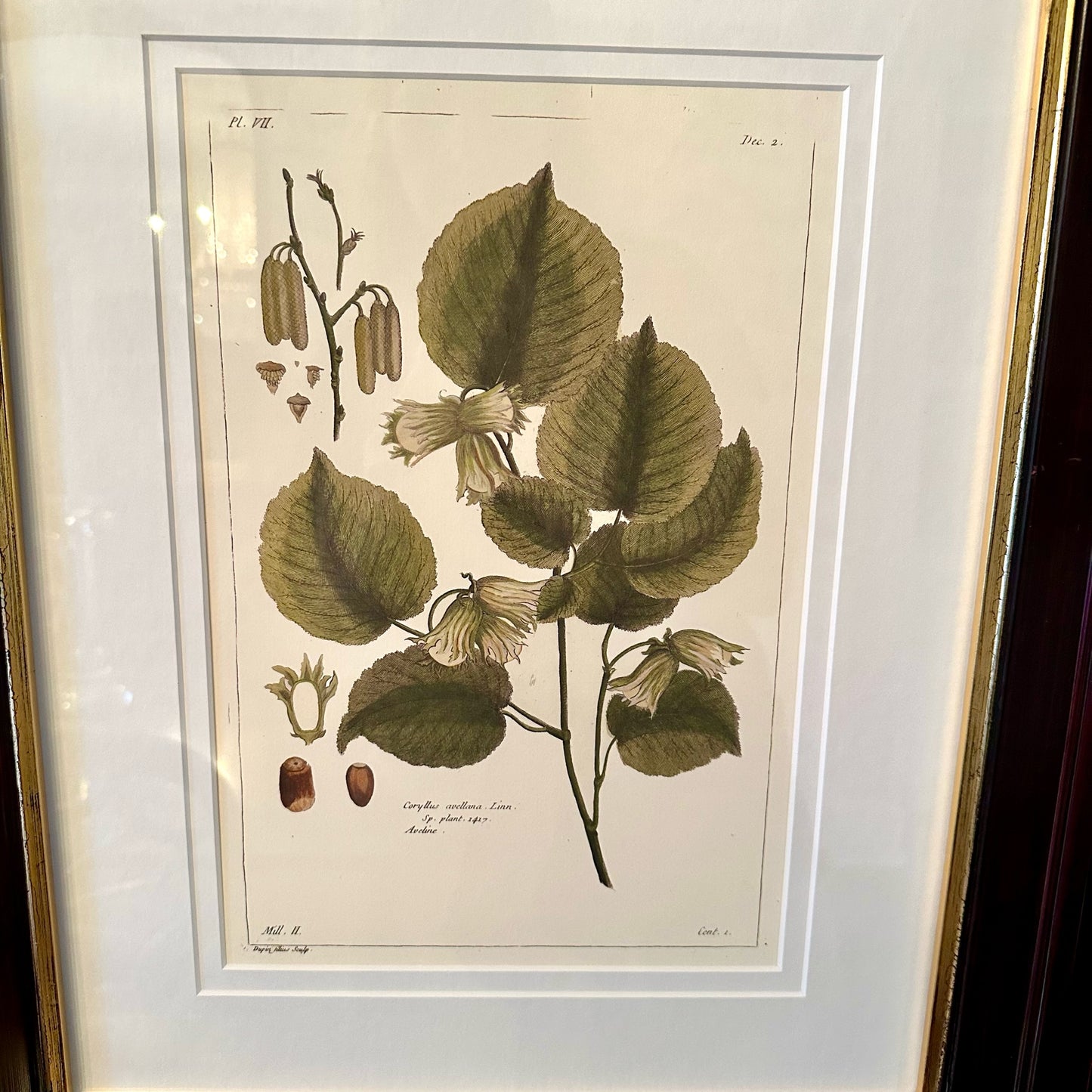 Beautiful (2) Pair of Botanical Prints in Rich Espresso Frames